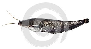 Fresh small sheatfish isolated on the white background. River fish. side view.