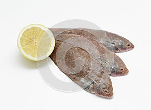 Fresh small sole fishes on white background