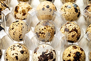 Fresh small spotted partridge eggs in tranparent plastic container