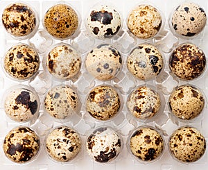 Fresh small spotted partridge eggs in tranparent plastic container