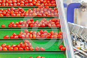 Fresh small tomatoes on a green conveyor belt in a Dutch greenhouse photo