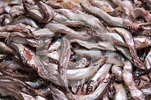 Fresh smelt, capelin or caplin fish. Selective focus