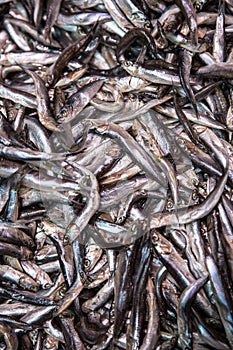 Fresh smelt, capelin or caplin fish. Selective focus