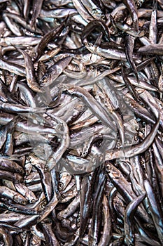 Fresh smelt, capelin or caplin fish. Selective focus photo