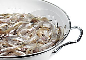 Fresh Smelts, osmerus eperlanus against White Background