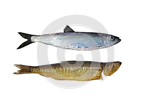 Fresh and smoked herring