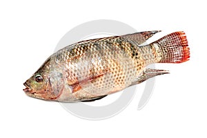 Fresh snapper fish isolated