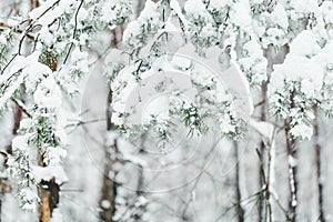 Fresh snow on branch of pine tree