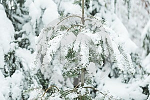 Fresh snow on branch of pine tree in park