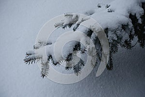 Fresh snow on branch of spruce in winter