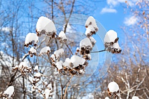 fresh snow on capitula of burdock close-up photo