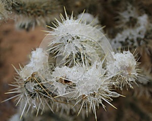 Fresh Snow on a Cholla Cactus at Joshua Tree National Park in California