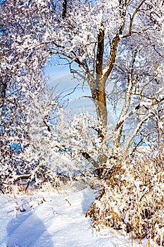 Fresh snow clings to thw trees. Biesiker Alberta Canada