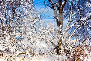 Fresh snow clings to thw trees. Biesiker Alberta Canada