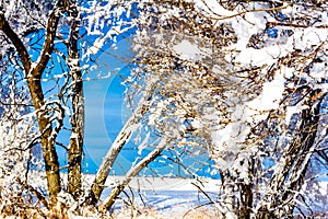 Fresh snow clings to thw trees. Biesiker Alberta Canada