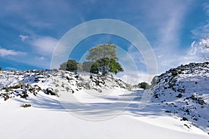 Fresh Snow Covered Path And Lonely Pine Tree In Winter Etna Park, Sicily