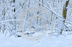 Fresh snow covering the forest