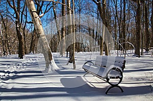 Fresh snow covers a bench along a forest trail.