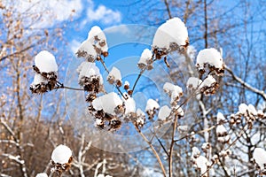 Fresh snow on dried burdock close-up in forest