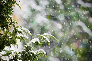 Fresh snow falling on cedar pine tree