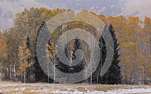 fresh snow falls on autumn trees outside of Ridgway Colorado