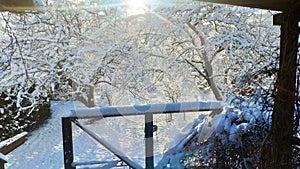 Fresh Snow in the garden with trees white view winter