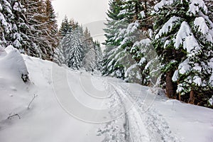 Čerstvý sníh na zelený borovice stromy 