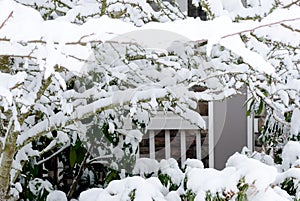 Fresh snow on maple branches in suburb of Seattle