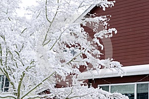 Fresh snow on maple branches in suburb of Seattle