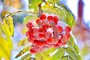 Fresh snow on Mountain Ash berries