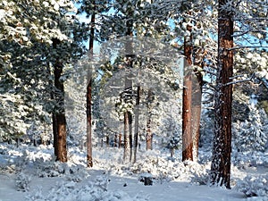 Fresh snow in an Oregon Ponderosa Pine forest