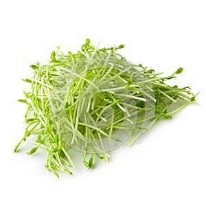 Fresh Snow pea sprouts isolated over a white background