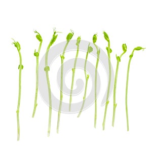 Fresh Snow pea sprouts isolated over a white background