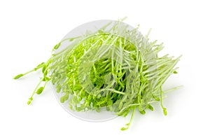 Fresh Snow pea sprouts isolated over a white background