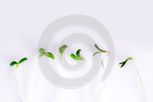 Fresh snow pea sprouts on white background. Healthy diet superfood and micro green eating concept