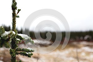 Fresh Snow on Small Pine Tree