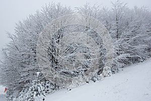 Fresh snow on spruce branch, Bila, Czech Rebublic