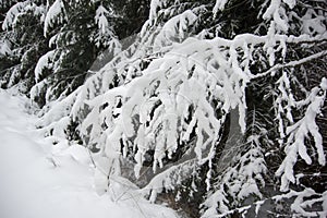 Fresh snow on spruce branch, Bila, Czech Rebublic