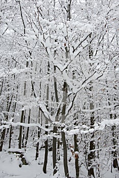 Fresh snow on spruce branch, Bila, Czech Rebublic