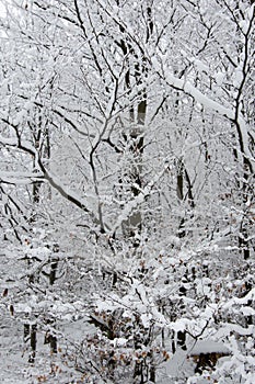 Fresh snow on spruce branch, Bila, Czech Rebublic