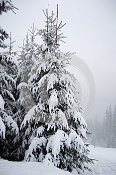 Fresh snow on spruce branch, Bila, Czech Rebublic