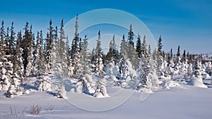 Fresh snow on trees in northern Canada.