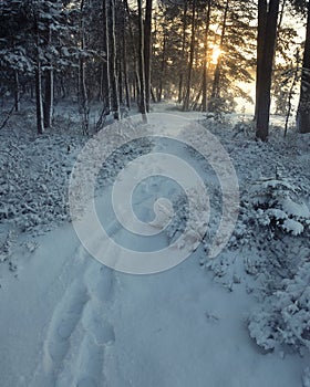 fresh snow in a winter forest after a snowfall in evening sunset