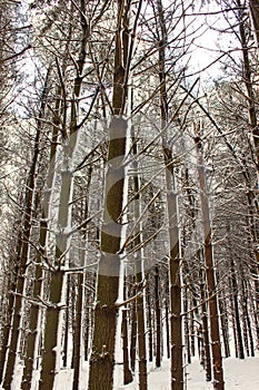 Fresh snowfall in Illinois