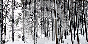 Fresh snowfall in Illinois