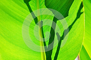 Fresh soft green tropical tree leaves backlit by the sun