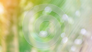 Fresh soft nature green colour bokeh coconut bush tree and sunlight for abstract nature background