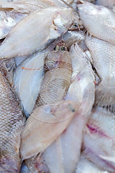 Fresh sola fishes and other seafood on market in Morocco ready for se photo