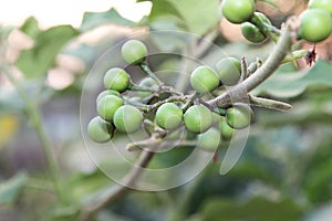 Fresh Solanum Torvum fruits or turkey berry on tree.