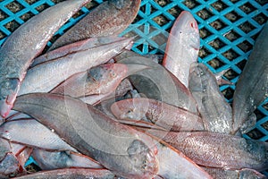 Fresh sole fish or Solea solea fishes in the basket